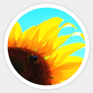 Yellow Sunflower Stretching in the Summer Sun Sticker